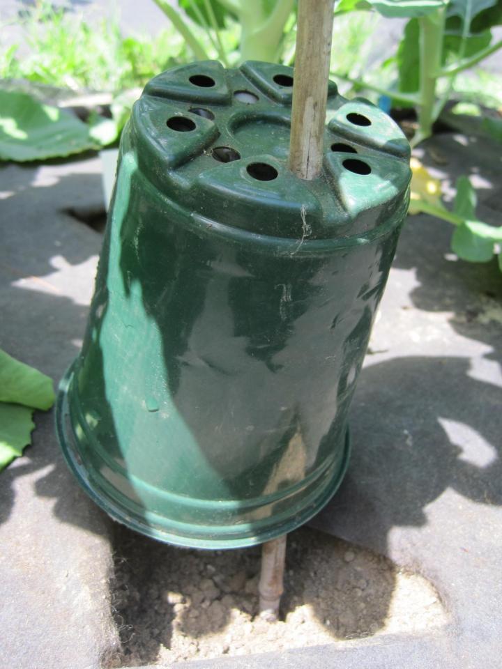 How to Make an Earwig Trap for Your Vegetable Garden Almanac